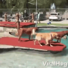 Dive In Pool Party GIF - Dive In Pool Party Get Wet GIFs