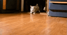 Stampede! GIF - Dogs Puppies Corgies GIFs