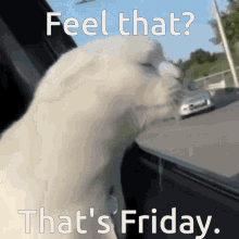 Feel That Thats Friday GIF - Feel That Thats Friday Friday Cat GIFs