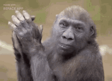 a gorilla is waving at the camera and looking at the camera .