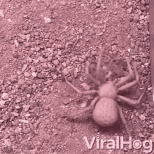 Digging Spider GIF