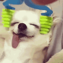 Happy Puppy GIF - Happy Puppy Cute GIFs