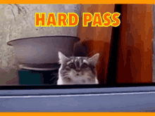 Hard Pass Cat GIF - Hard Pass Cat Big Eyes GIFs