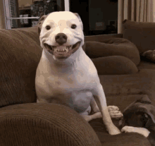 Pitbull Smiling GIF - Pitbull Smiling Dog GIFs