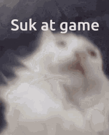Cat Sukatgame Itsshoutouttime GIF