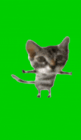 a cat is standing on its hind legs and looking at the camera on a green screen