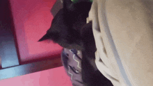 Lucy Cat GIF - Lucy Cat GIFs