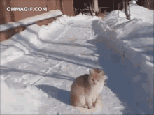 Playing In The Snow Cat GIF - Playing In The Snow Cat Jumped GIFs