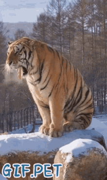 Tiger Gif Pet GIF - Tiger Gif Pet Snow GIFs