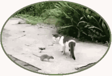 Rat Chase GIF - Rat Chase Cat GIFs