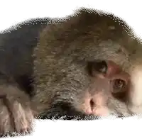 a close up of a monkey 's face with a white background