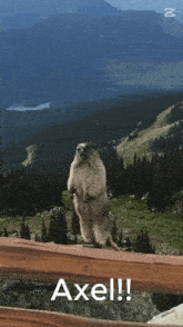 a picture of a groundhog standing on its hind legs with the name axel above it