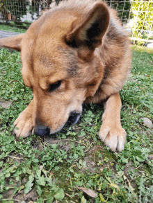 a brown dog is laying down in the grass