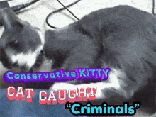 conservative kitty cat caught criminals written on a screen
