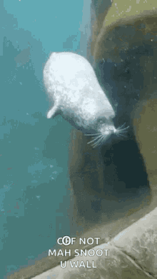 Sea Seal GIF - Sea Seal Bump GIFs