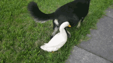 Funny Animals GIF - Funny Animals Duck And Dog GIFs