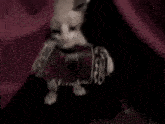 a cat is playing an accordion on a stage .