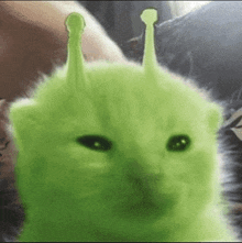 a green cat with a crown on its head looks like shrek from the movie shrek .