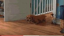 a basset hound is running towards a woody toy