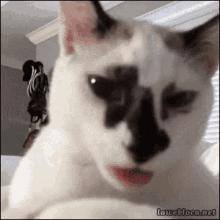 Cat Tongue GIF - Cat Tongue Funny GIFs