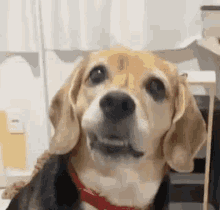 a beagle dog wearing a red collar is sitting on a table and looking at the camera .