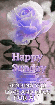 a purple rose with the words `` happy sunday sending you love and hugs for all ''