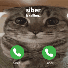 Siber Calling GIF - Siber Calling Siberski GIFs