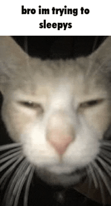 a close up of a cat 's face with the words `` bro im trying to sleepys '' written above it .