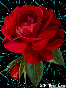 Aalam Rose GIF