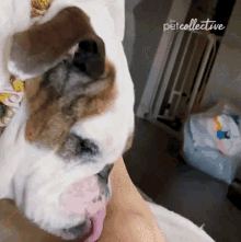 Licking The Pet Collective GIF