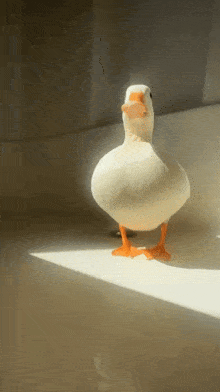 a white duck with orange legs standing on a white surface