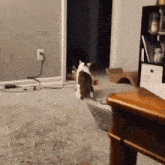 Cat Fight GIF - Cat Fight Tbag GIFs