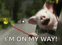 Pigs Celebrate GIF - Pigs Celebrate Excited GIFs