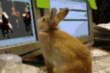 Bunny Computer GIF - Bunny Computer GIFs