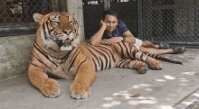 Tiger Petting Cat GIF