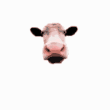 Cow Lick GIF - Cow Lick GIFs