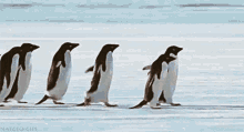 Penguins Friends GIF - Penguins Friends Help GIFs