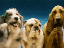 Dogs Clapping GIF - Dogs Clapping GIFs