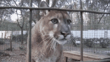 Wow Cougar GIF - Wow Cougar What The Fuck GIFs