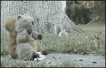 Funny Animals GIF - Funny Animals - Discover & Share GIFs