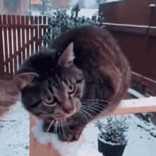 Cat Cats GIF - Cat Cats Cattitude GIFs