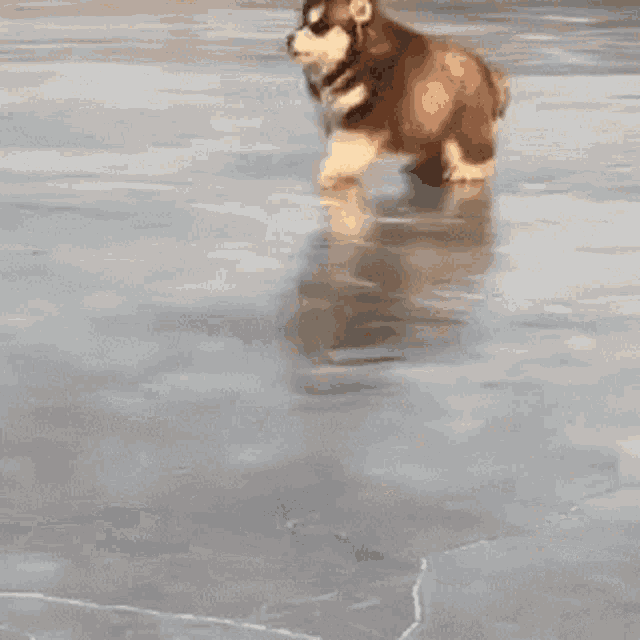 Funny Dog GIF - Funny Dog Videos - Discover & Share GIFs