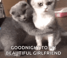 two cats hugging each other with the words " goodnight to my beautiful girlfriend " written on the bottom