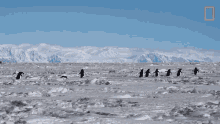 marching penguins continent7 antarctica world penguin day penguins marching in a line