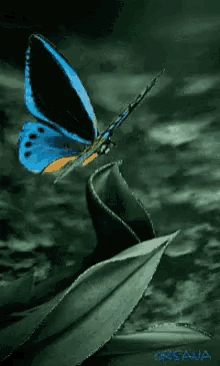 Butterfly Beautiful GIF