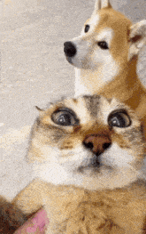 a dog and a cat are looking at the camera with their eyes wide open