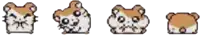 four hamsters are shown in different positions on a white background .