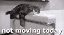 Not Moving Today GIF - Not Moving Today Couch Potato Cat GIFs