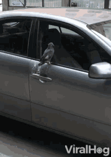 bird encounter at the door viralhog pooping