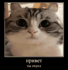 Konary Cat GIF - Konary Cat GIFs